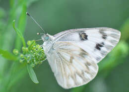 Image of Checkered White