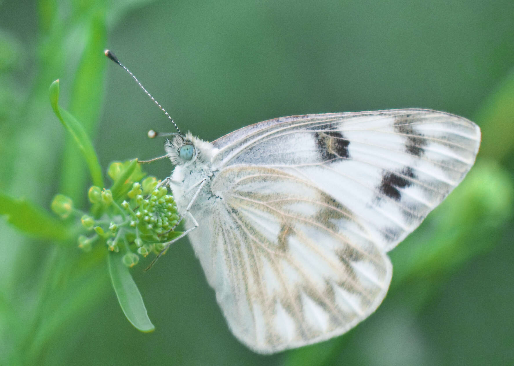 Image of Checkered Whites