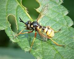 Image de Conops quadrifasciatus De Geer 1776