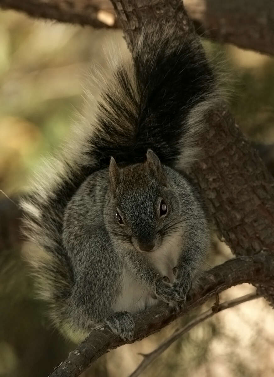 Image of Arizona Gray Squirrel