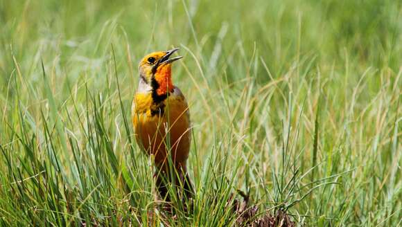 Image of Cape Longclaw