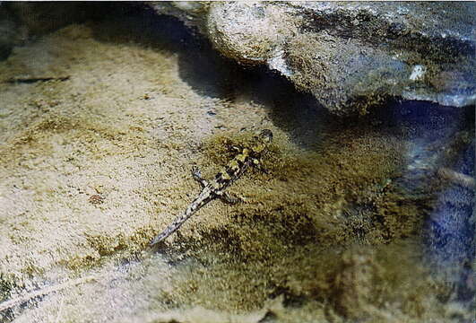 Image of Common Fire Salamander