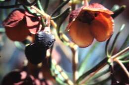 Image of sweet boronia