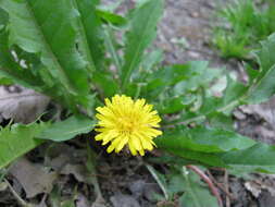 Image of Taraxacum japonicum Koidz.