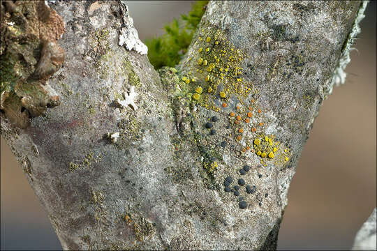 Image of eggyolk lichen