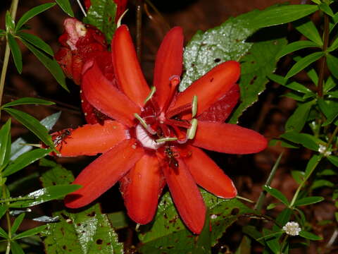 Image of scarlet passionflower