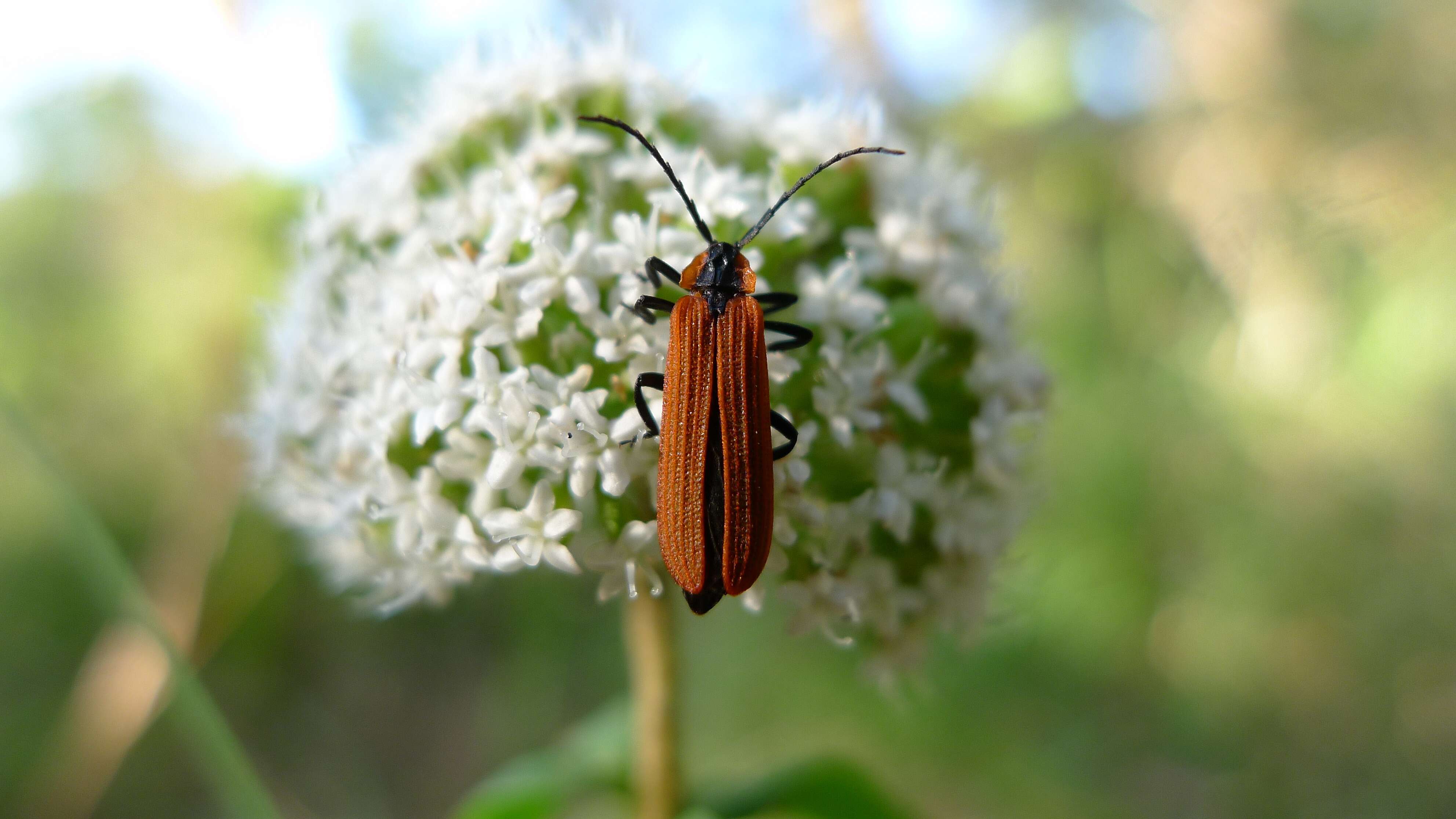 Image of "Click Beetles, Net-winged Beetle, Fireflies, and relatives"