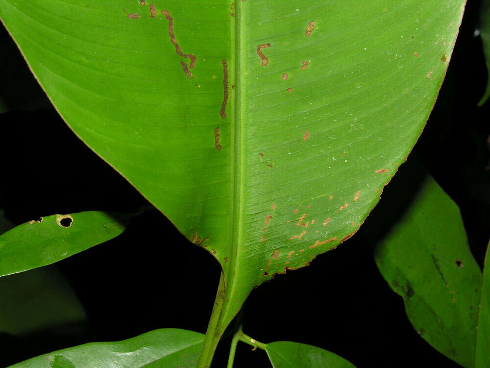 Image of wild plantain