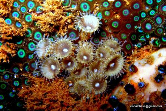 Image of zoanthids