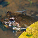 Image of Asian Brackish Frog