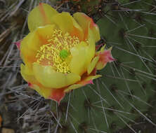 Image of Brownspine Pricklypear