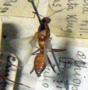 Image of Carpenter ant