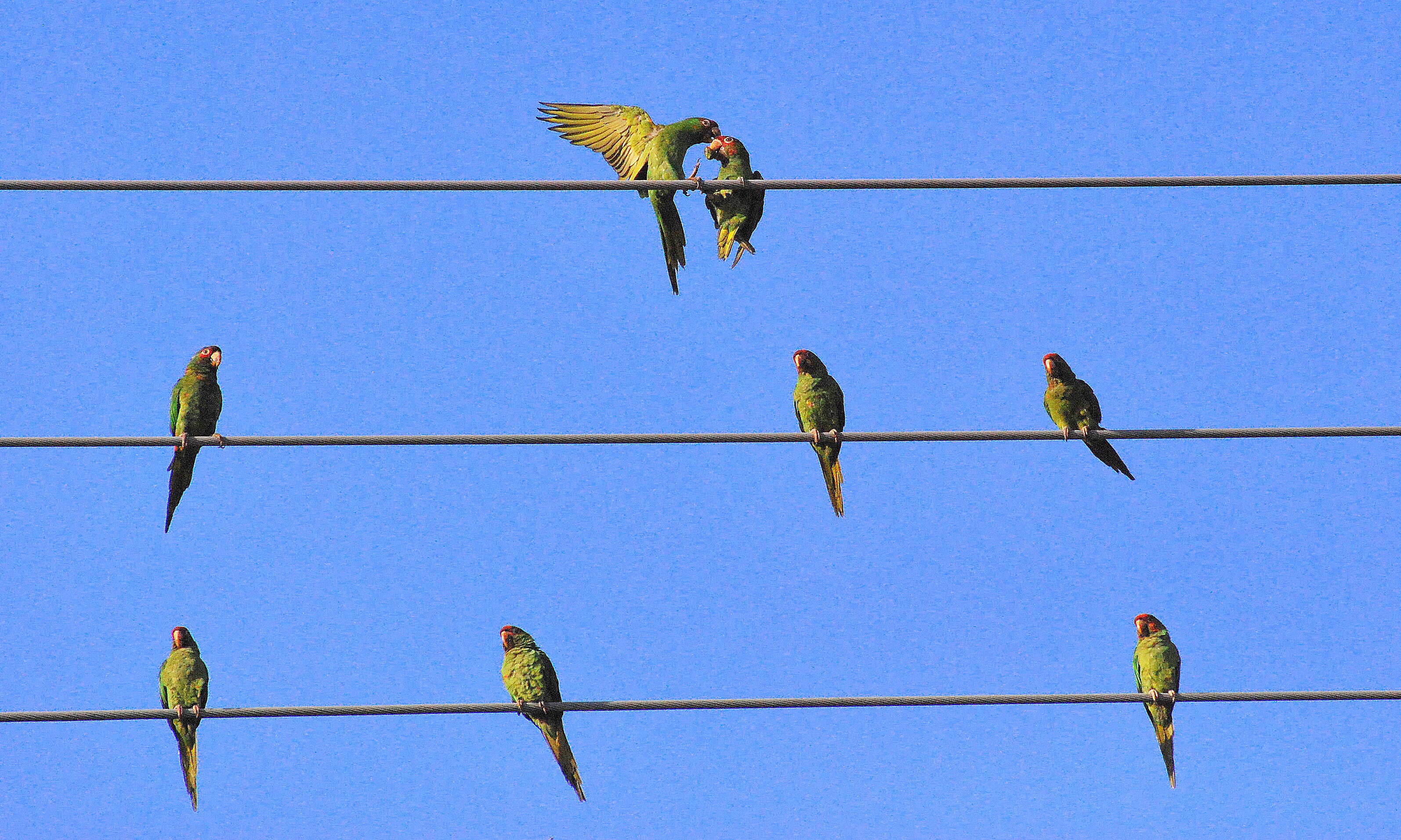 Image of Aratinga mitrata