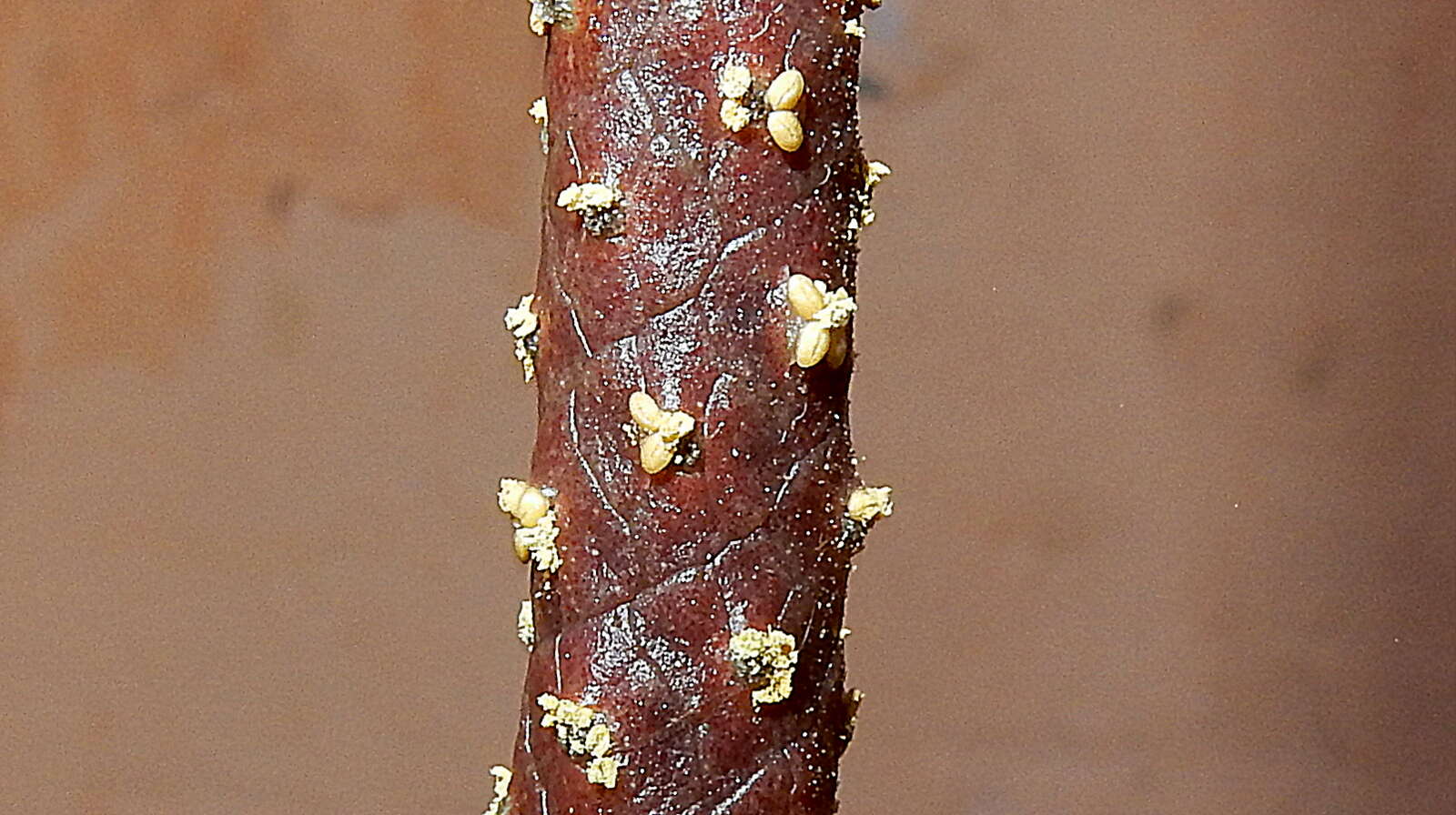 Image of Anthurium longipes N. E. Br.