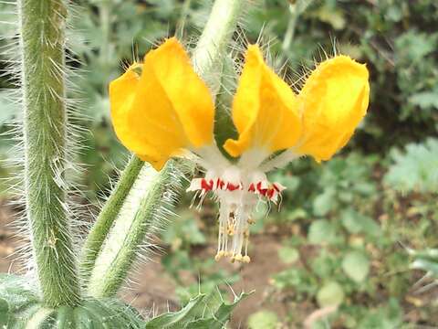 Image of Loasa tricolor Weinm.