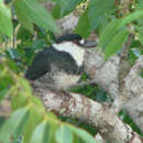 Image of Guianan Puffbird
