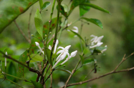 Sivun Prismatomeris fragrans Geddes kuva