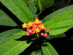 Image of milkweed