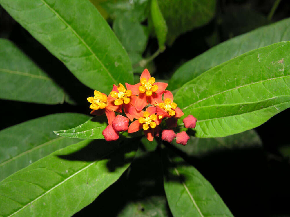 Image of milkweed