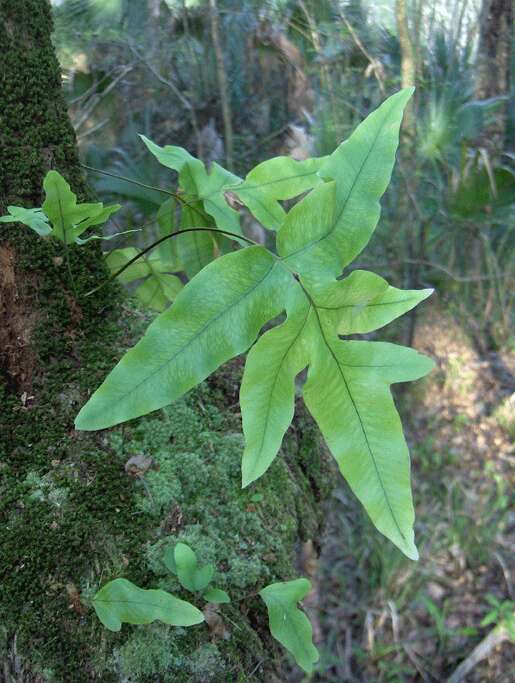 Image of golden polypody