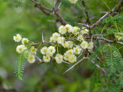 Image of Vachellia grandicornuta (Gerstner) Seigler & Ebinger