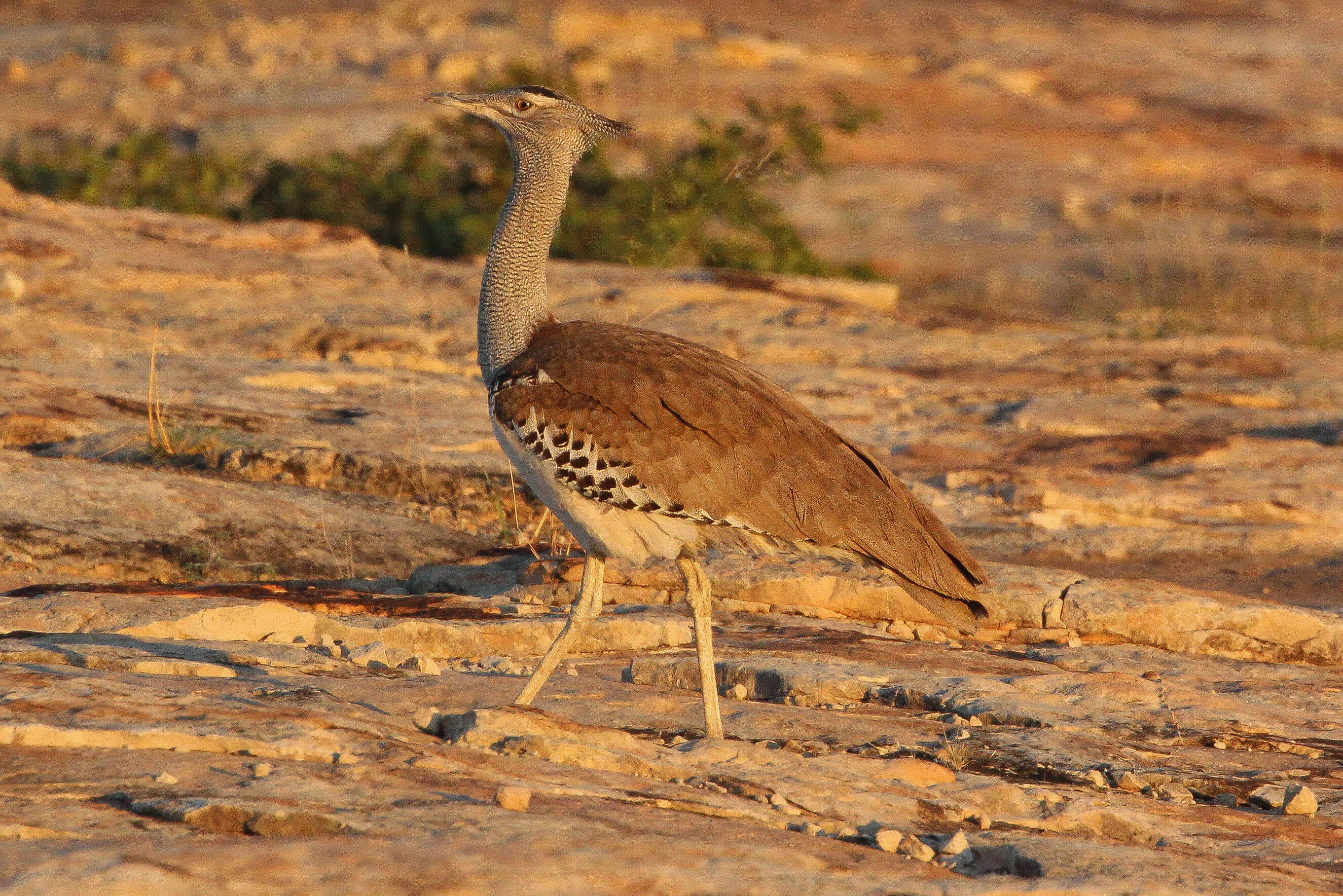 Image of Kori Bustard