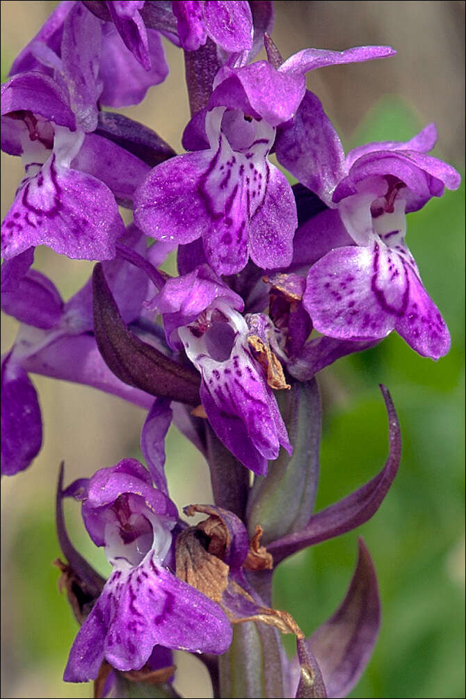 Image de Dactylorhiza traunsteineri subsp. rhaetica (H. Baumann & R. Lorenz) F. Benoît