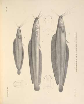Image of Smooth-head catfish