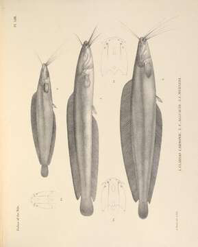 Imagem de Clarias liocephalus Boulenger 1898