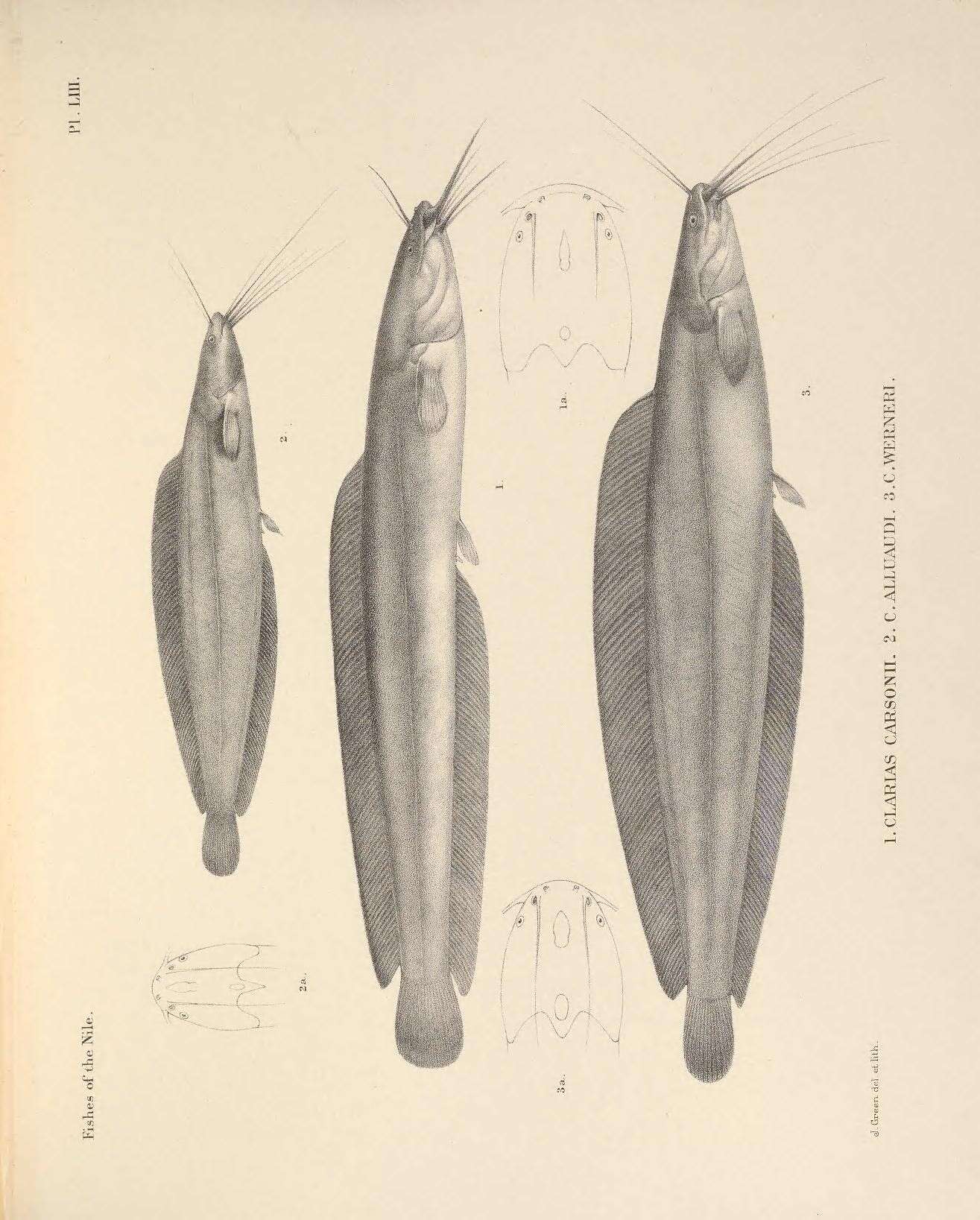 Слика од Clarias liocephalus Boulenger 1898