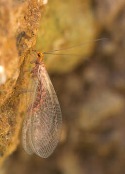 Image of Nothochrysa