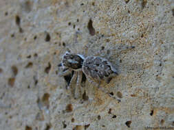 Image of Jumping spider