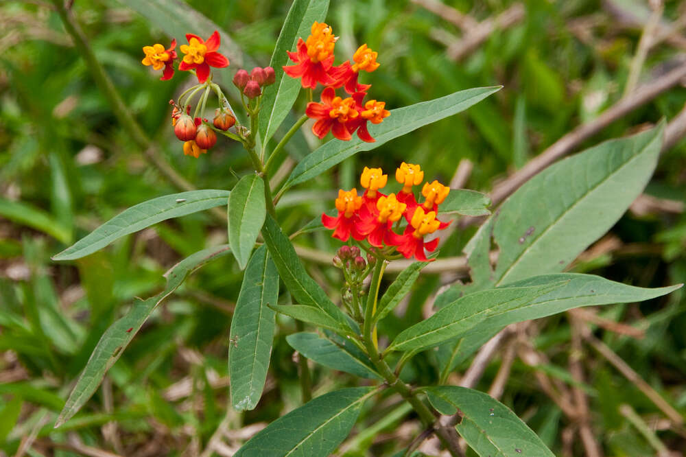 Image of milkweed