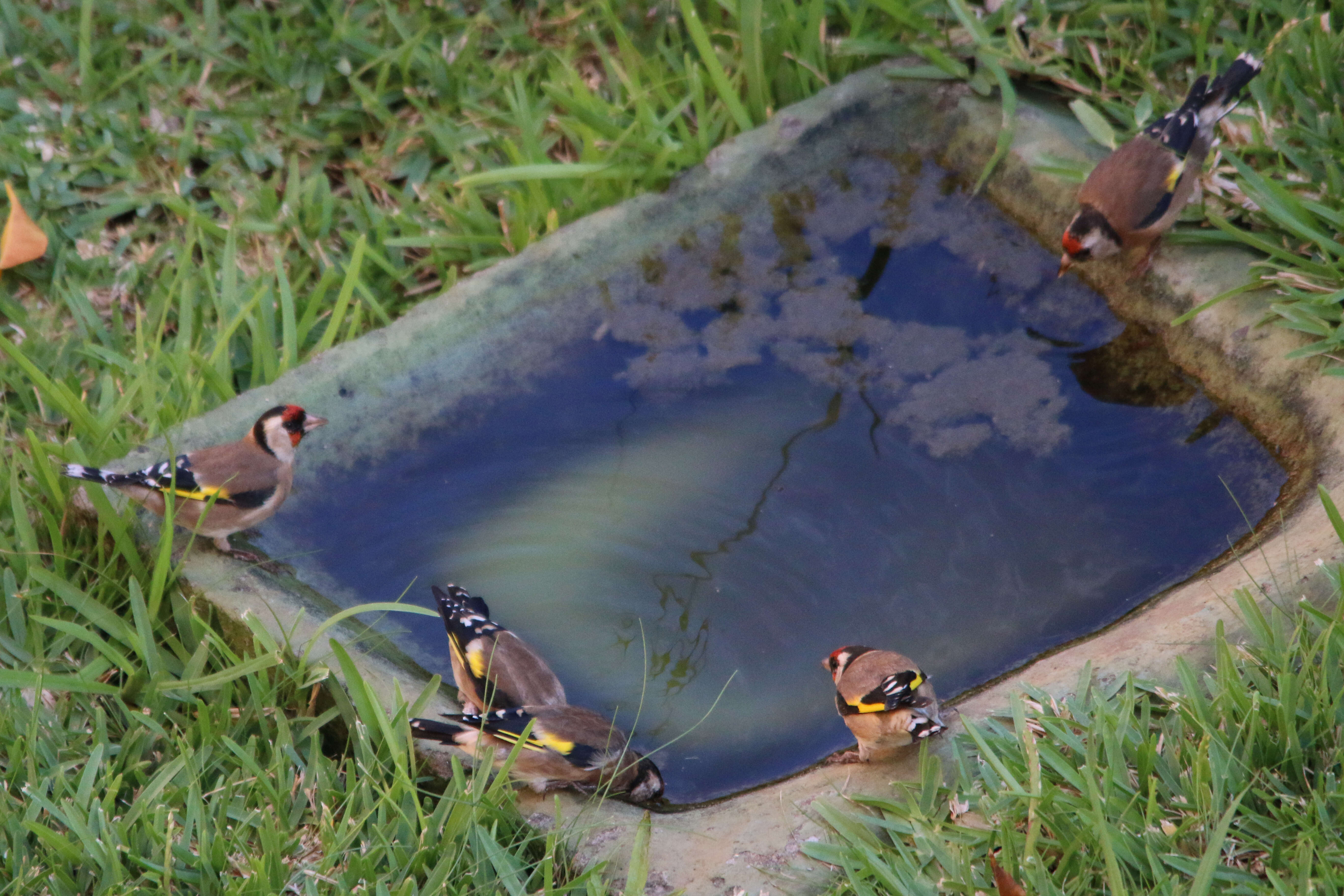 Imagem de Carduelis carduelis parva Tschusi 1901