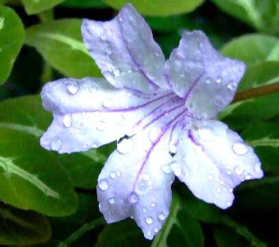 Image of <i>Ruellia mackoyana</i>