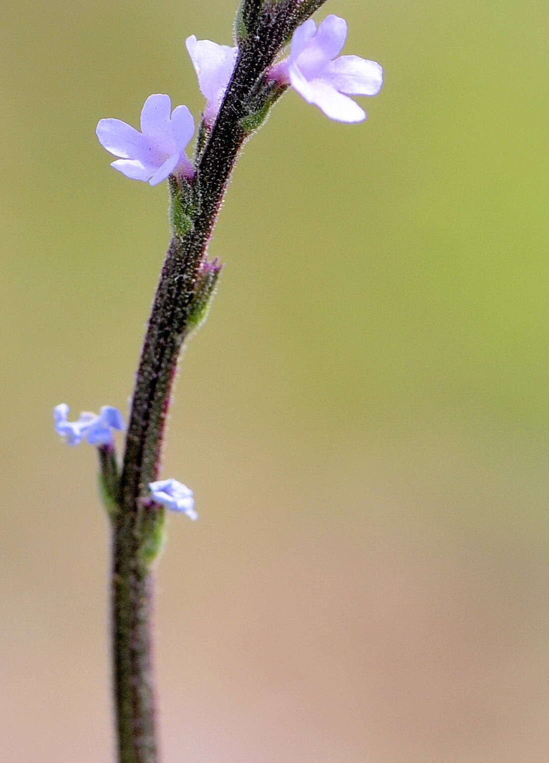 Image of vervain