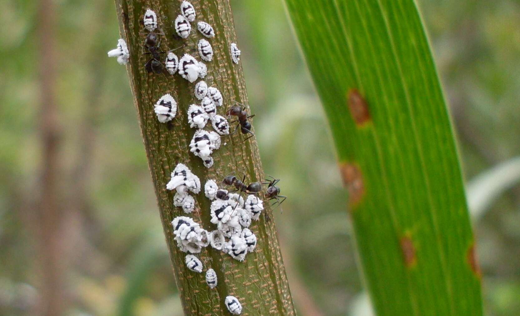 Image of Scales and Mealybugs