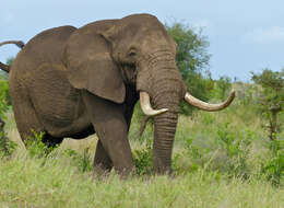 Image of African bush elephant