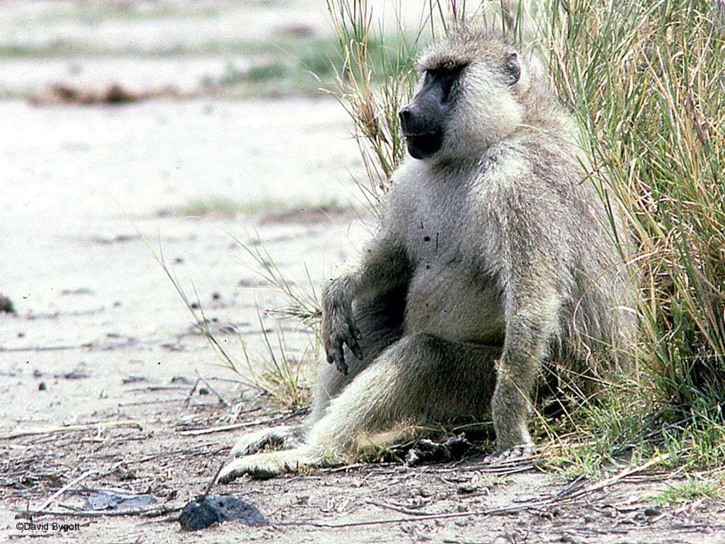 Image of Yellow Baboon