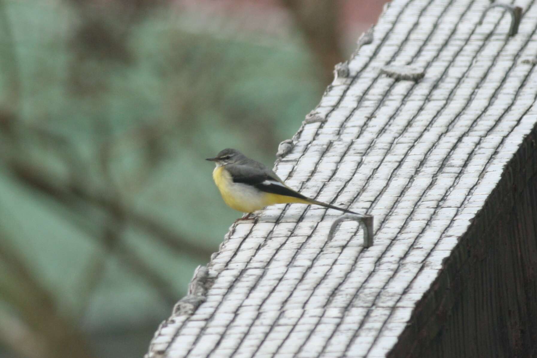 Image of Grey Wagtail