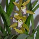 Cymbidium Tiger Tail的圖片