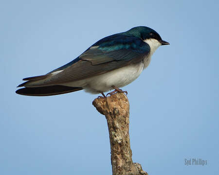 Image of Tachycineta Swallows