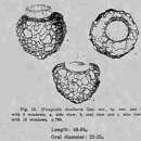 Image of Wangiella dicollaria Nie 1934