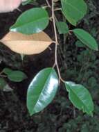 Image of satinleaf