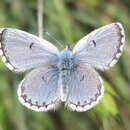 Image of Baton Blue