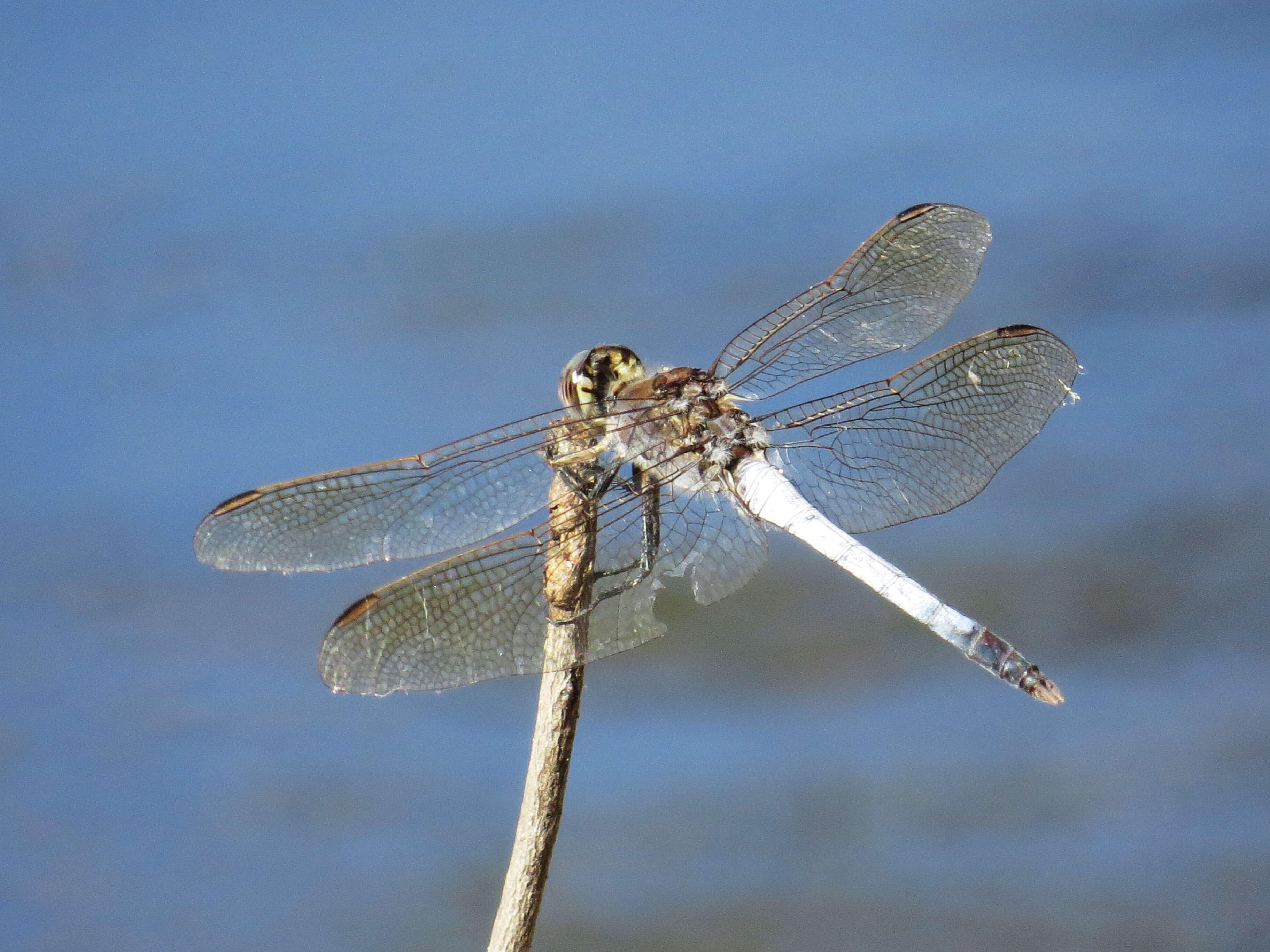 Image of Skimmers (Dragonflies)