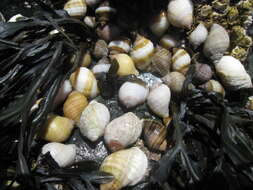 Image of dog whelks