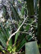 Image of Bromeliad