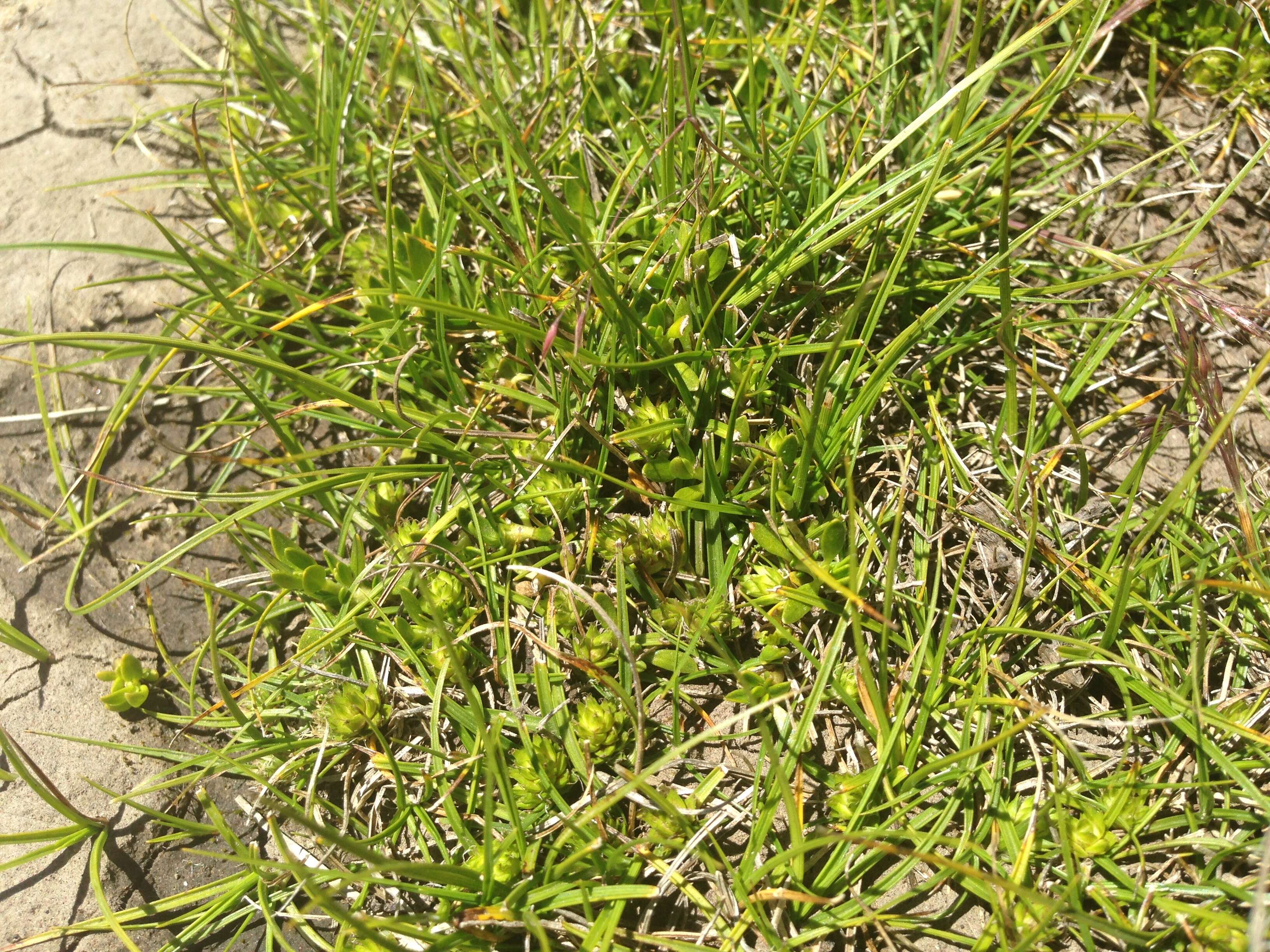 Image of Gray Bog Sedge