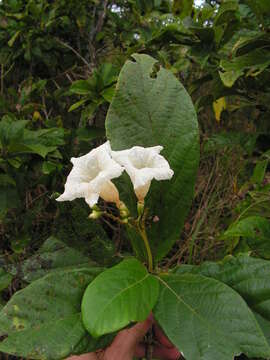 Image of Cordia superba Cham.